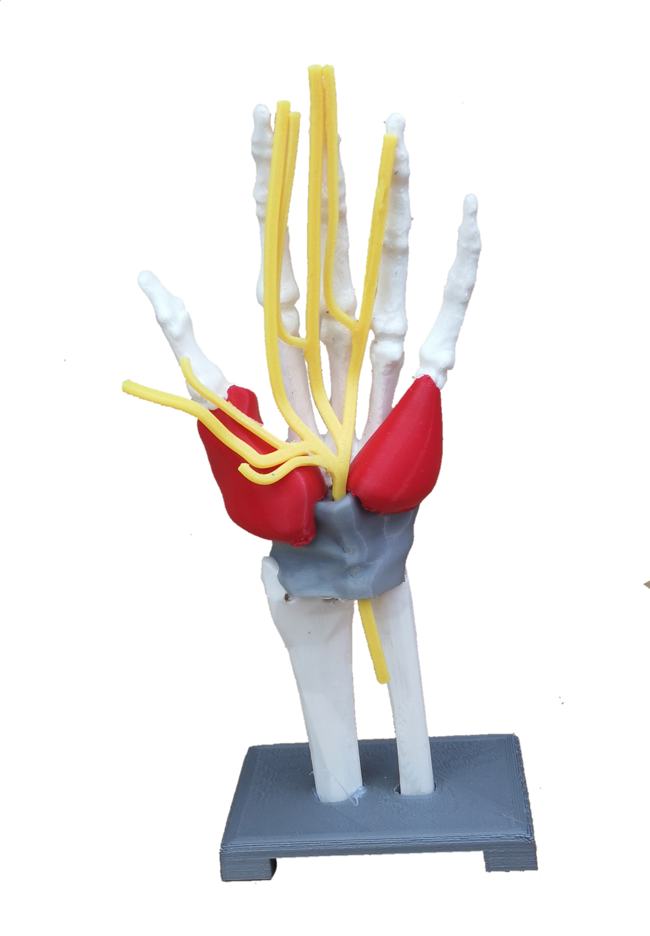 Modelo tunel carpiano 20cms