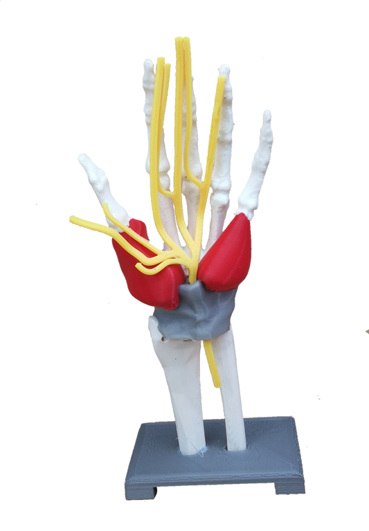 Modelo Tunel Carpiano 20 cm