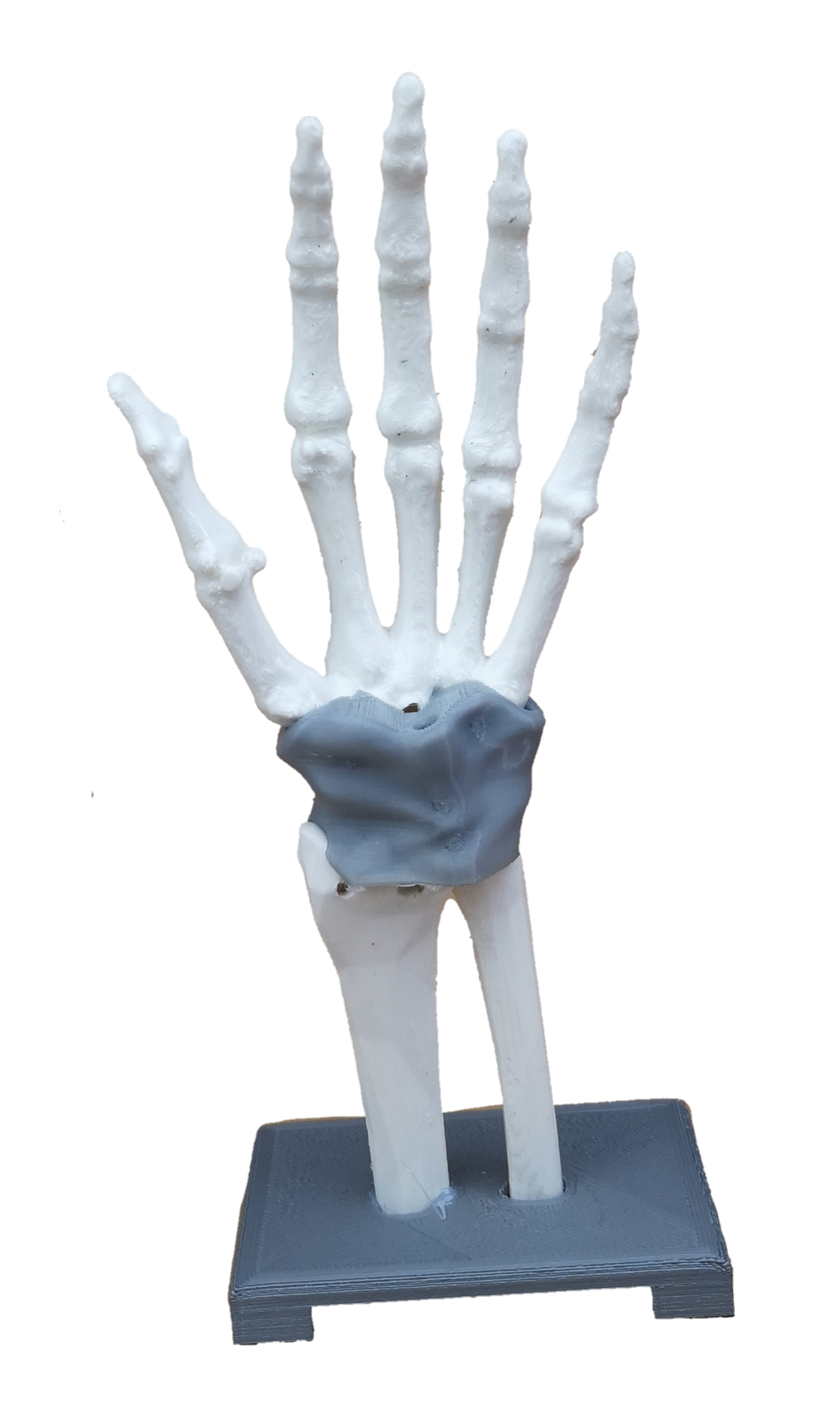 Modelo tunel carpiano 20cms