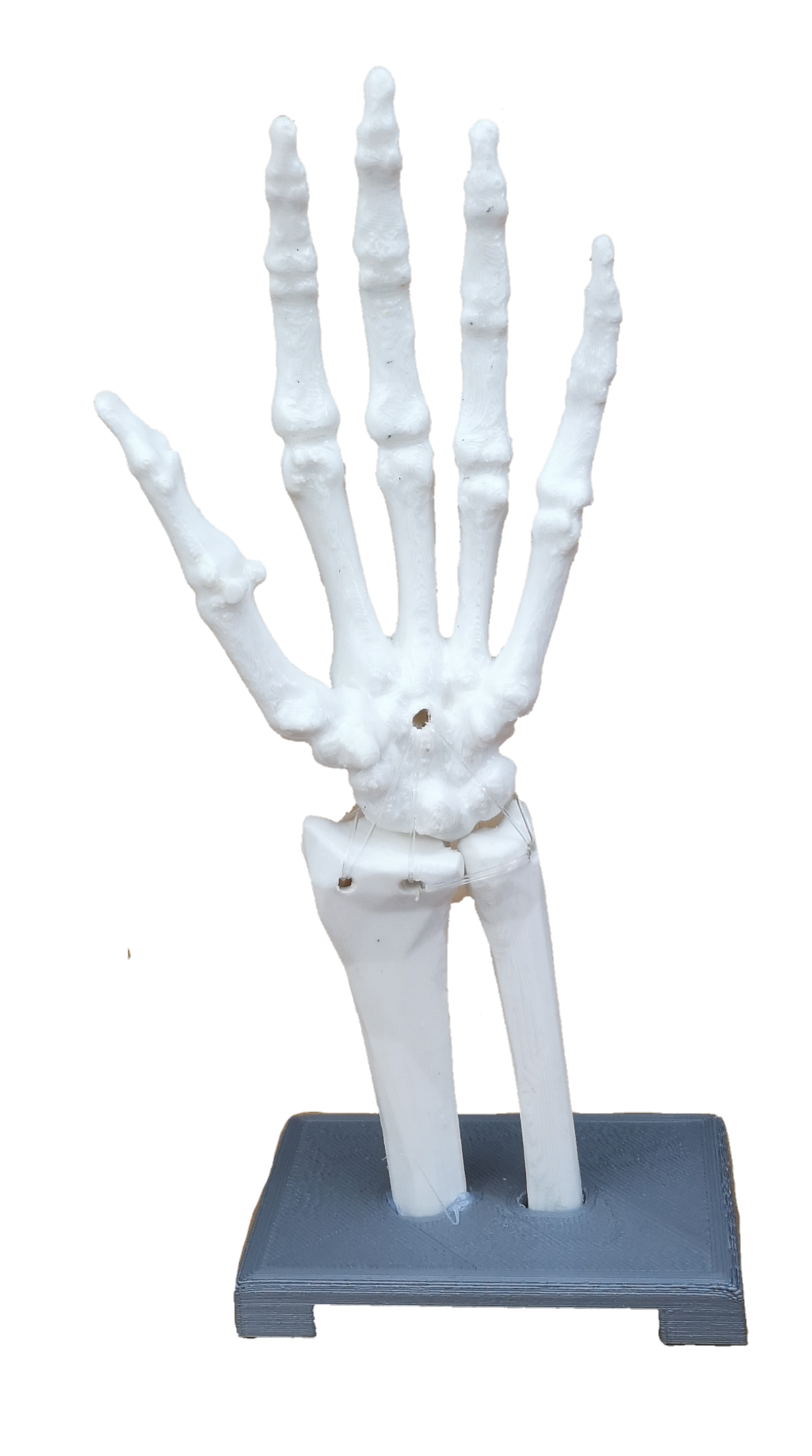 Modelo tunel carpiano 20cms
