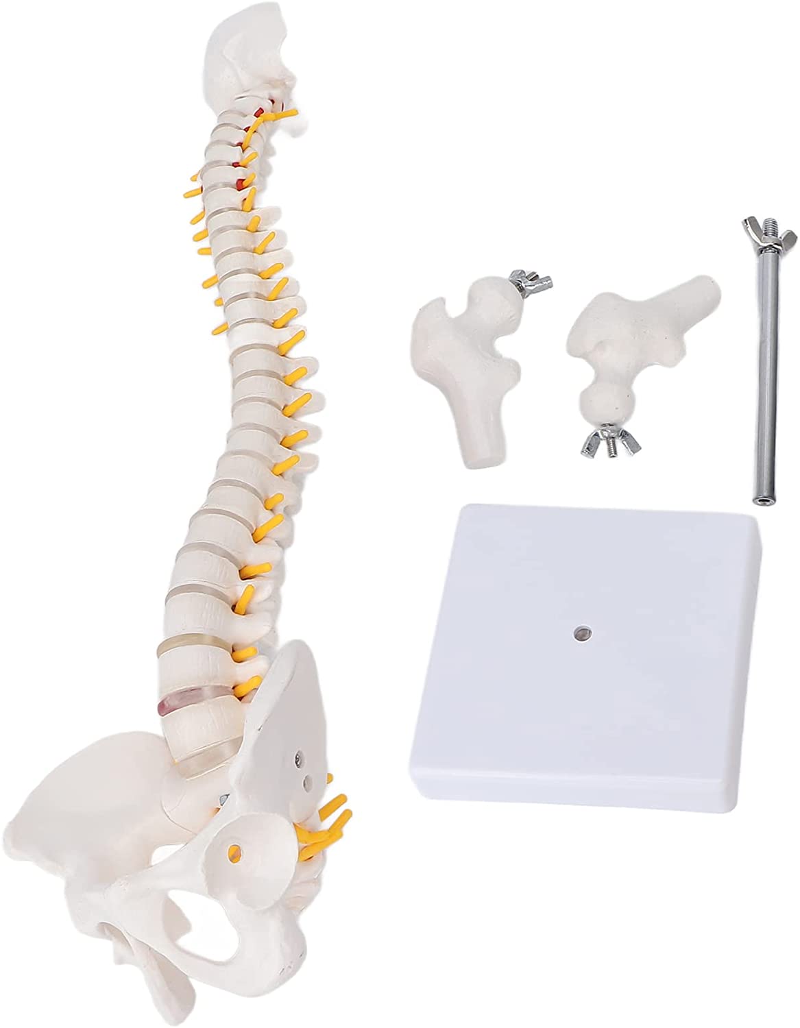 Modelo didáctico columna 45cms