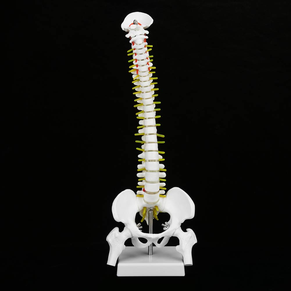 Modelo didáctico columna 45cms