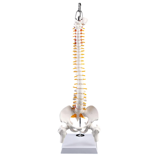 Modelo Didáctico de Columna Suspendida