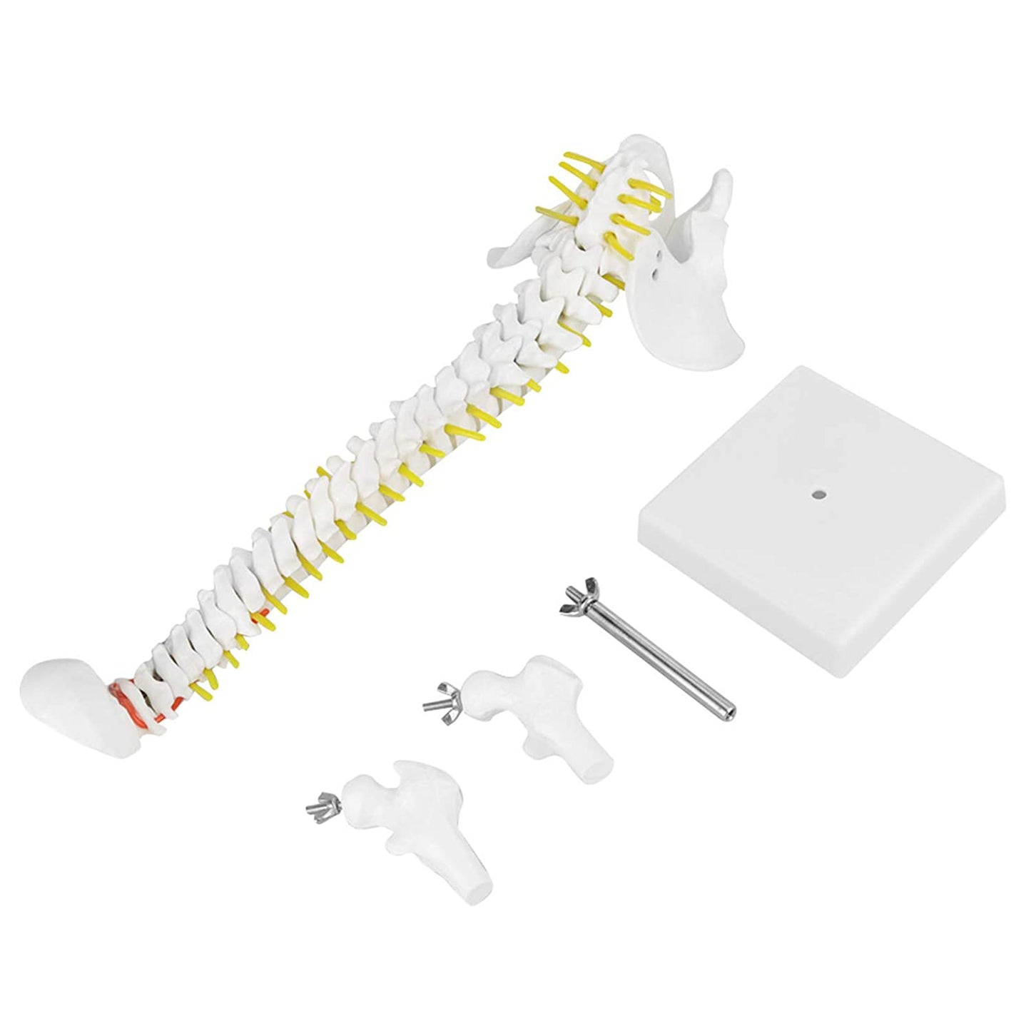 Modelo didáctico columna 45cms