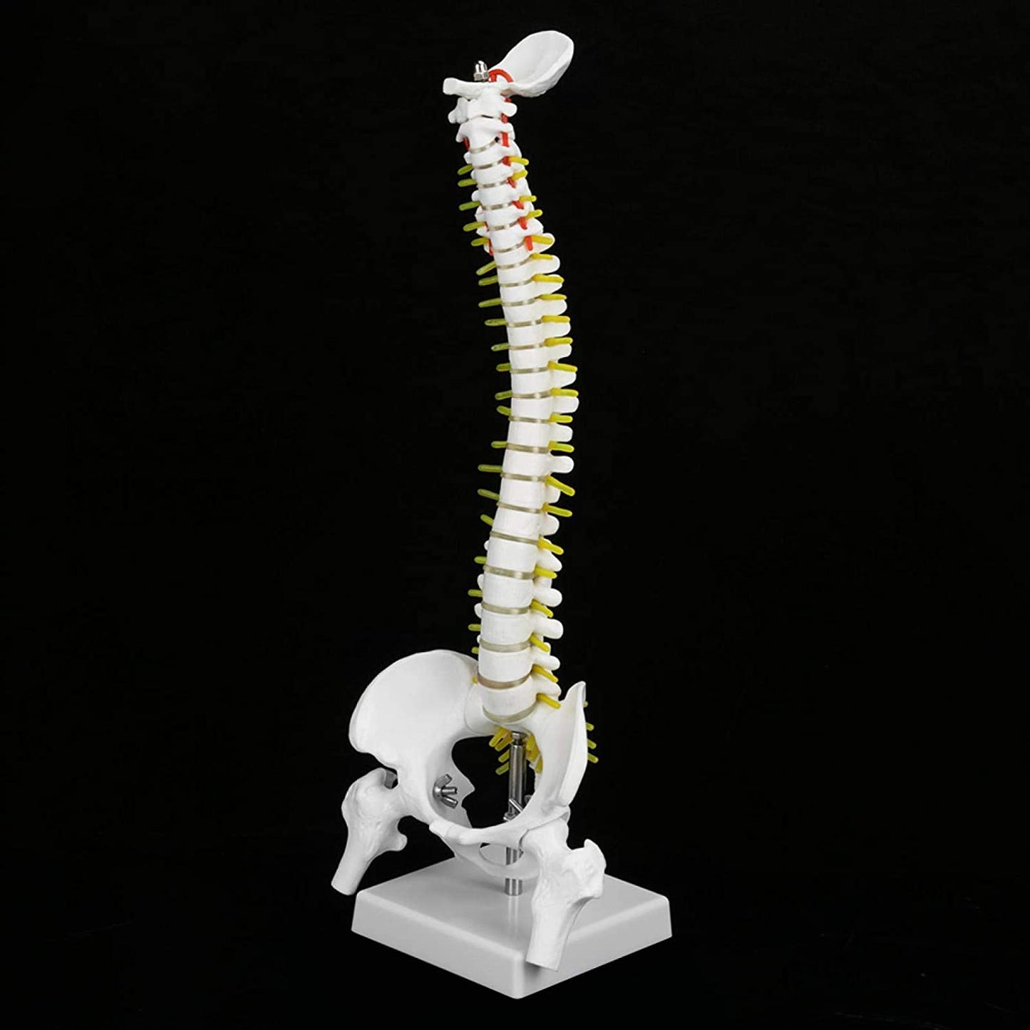 Modelo didáctico columna 45cms