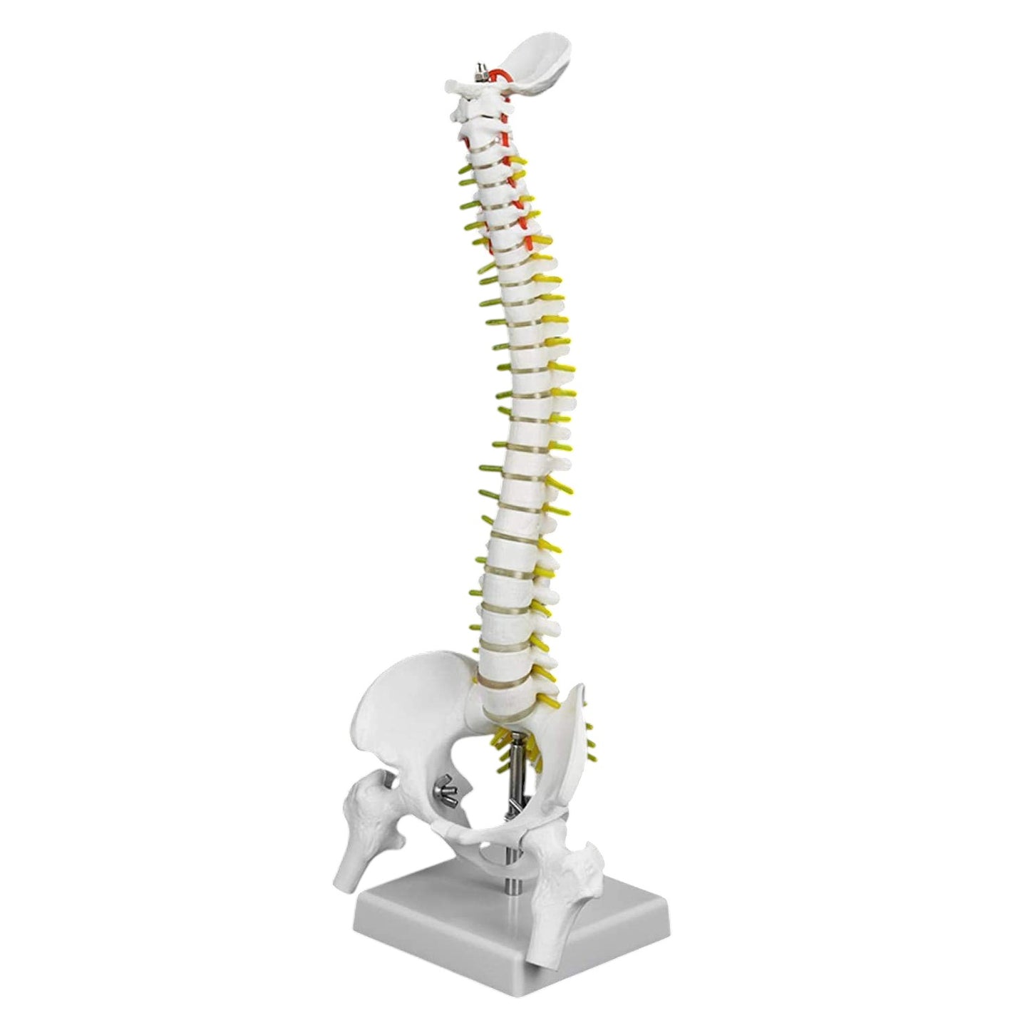 Modelo Didáctico Columna 45 cm