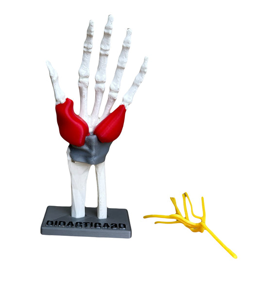 Modelo Tunel Carpiano 20 cm