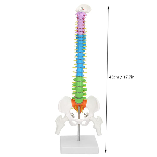 Modelo de Columna Vertebral Colores 45 cm