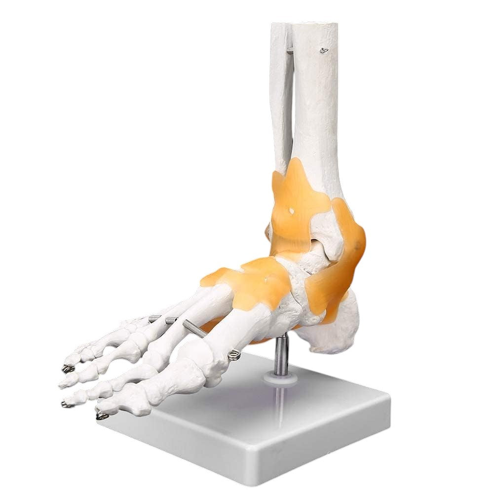 Modelo Anatómico de Pie con Ligamentos