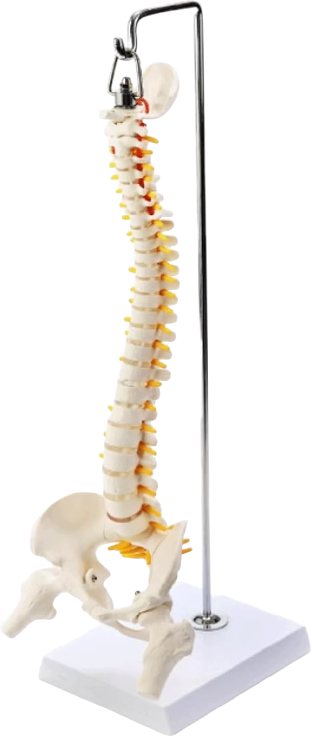 Didactic Model Column 45 cm 