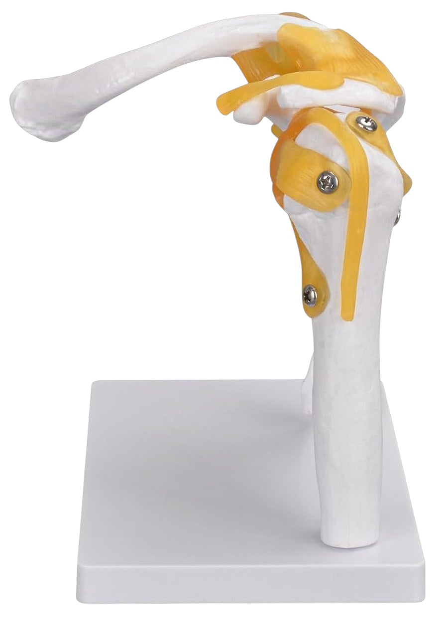 Didactic Model Column 45 cm 
