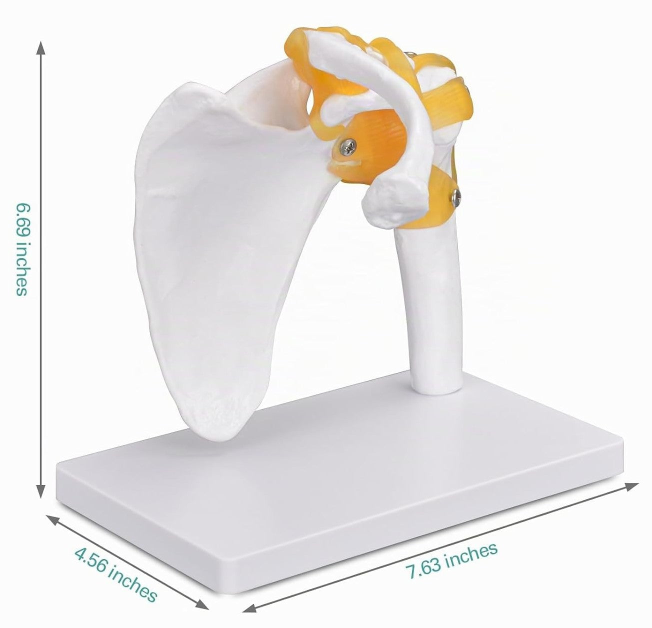 Didactic Model Column 45 cm 