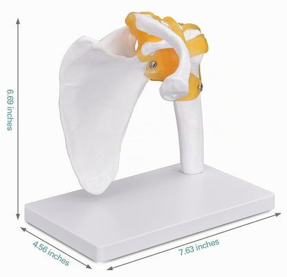 Didactic Model Column 45 cm 