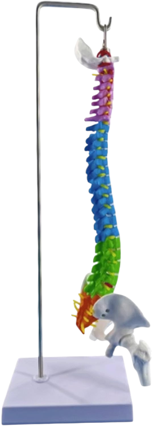 Didactic Model Column 45 cm 