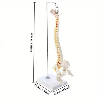 Didactic Model Column 45 cm 