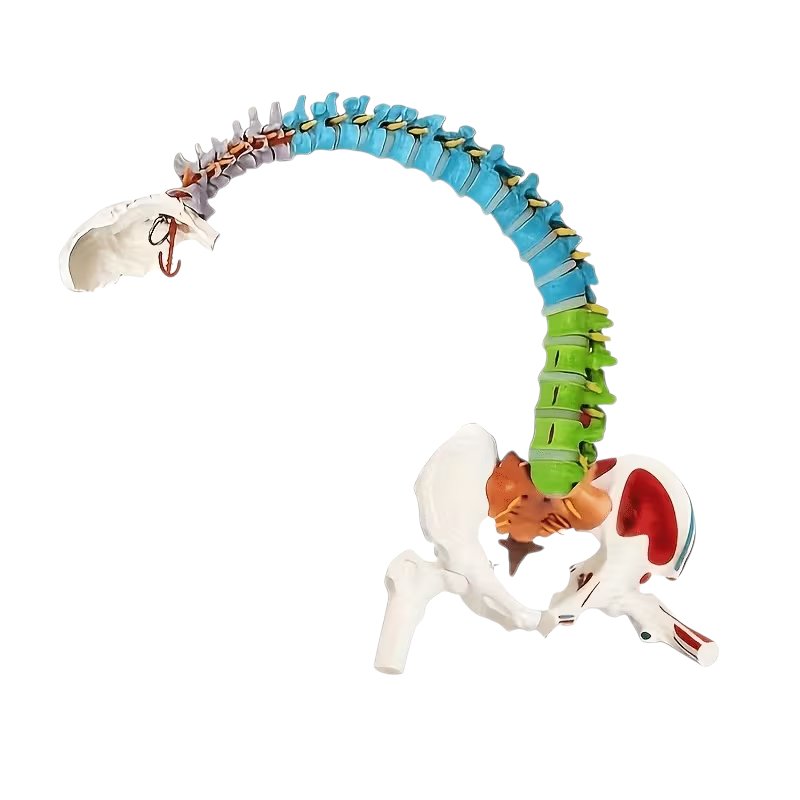 Didactic Model Column 45 cm 