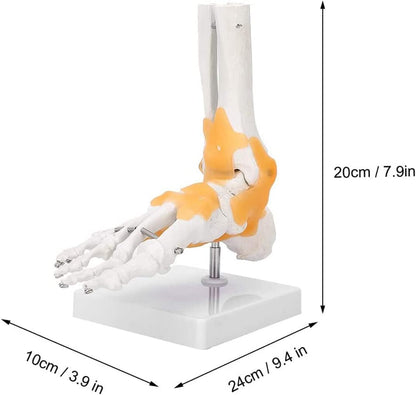 Modelo Anatómico de Pie con Ligamentos