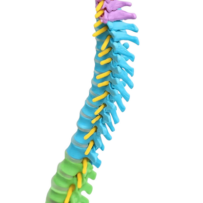 Didactic Model Column 45 cm 