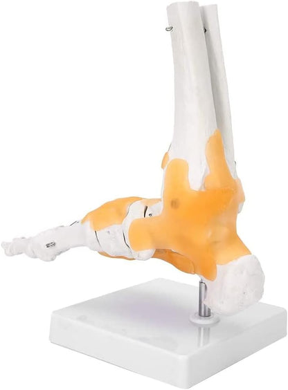 Modelo Anatómico de Pie con Ligamentos