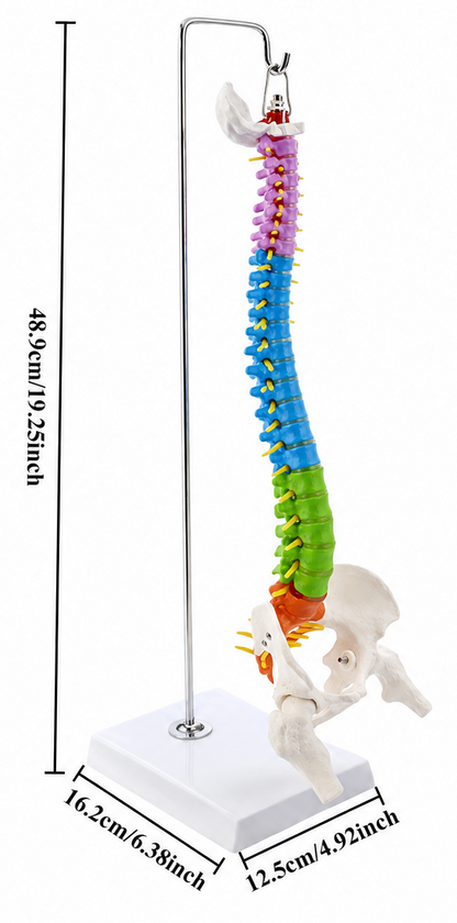 Didactic Model Column 45 cm 