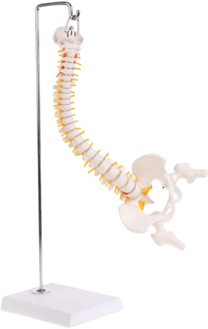 Didactic Model Column 45 cm 