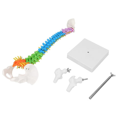 Modelo de Columna Vertebral Colores 45 cm