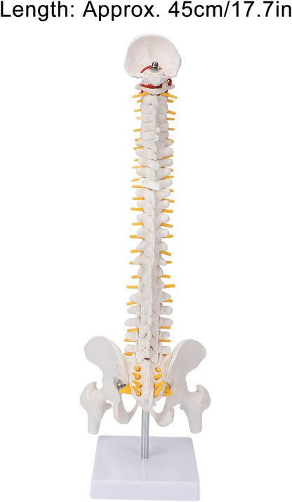 Modelo Didáctico Columna 45 cm