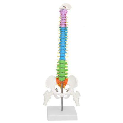 Modelo de Columna Vertebral Colores 45 cm