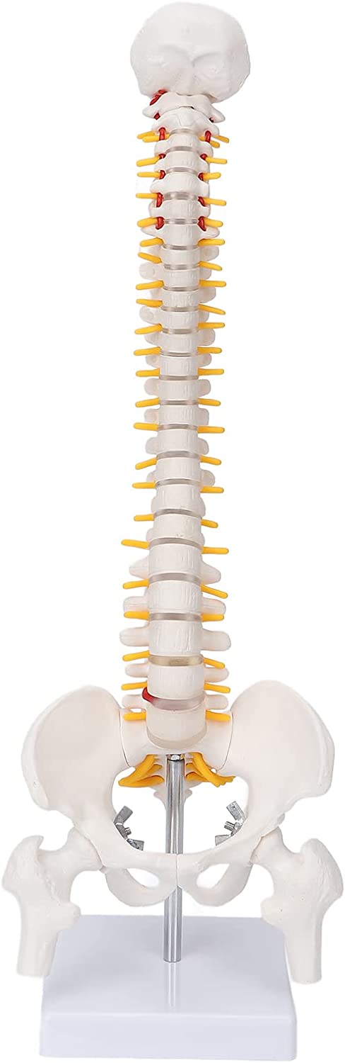 Modelo didáctico columna 45cms