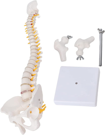 Modelo Didáctico Columna 45 cm