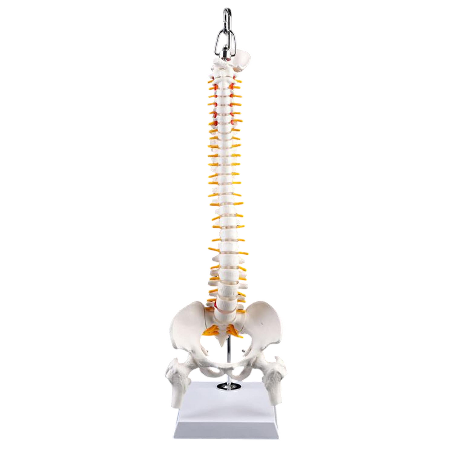 Didactic Model Column 45 cm 