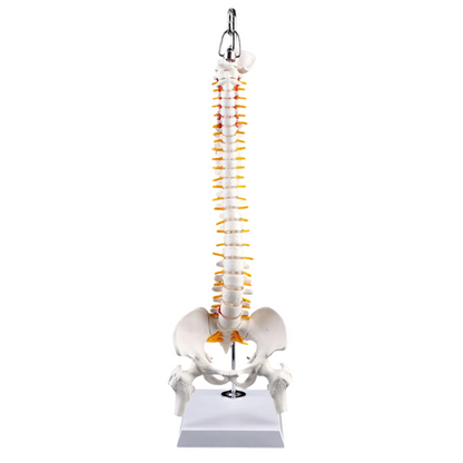 Didactic Model Column 45 cm 