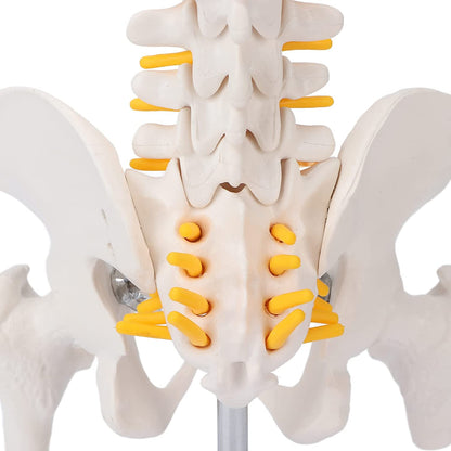 Modelo Didáctico Columna 45 cm