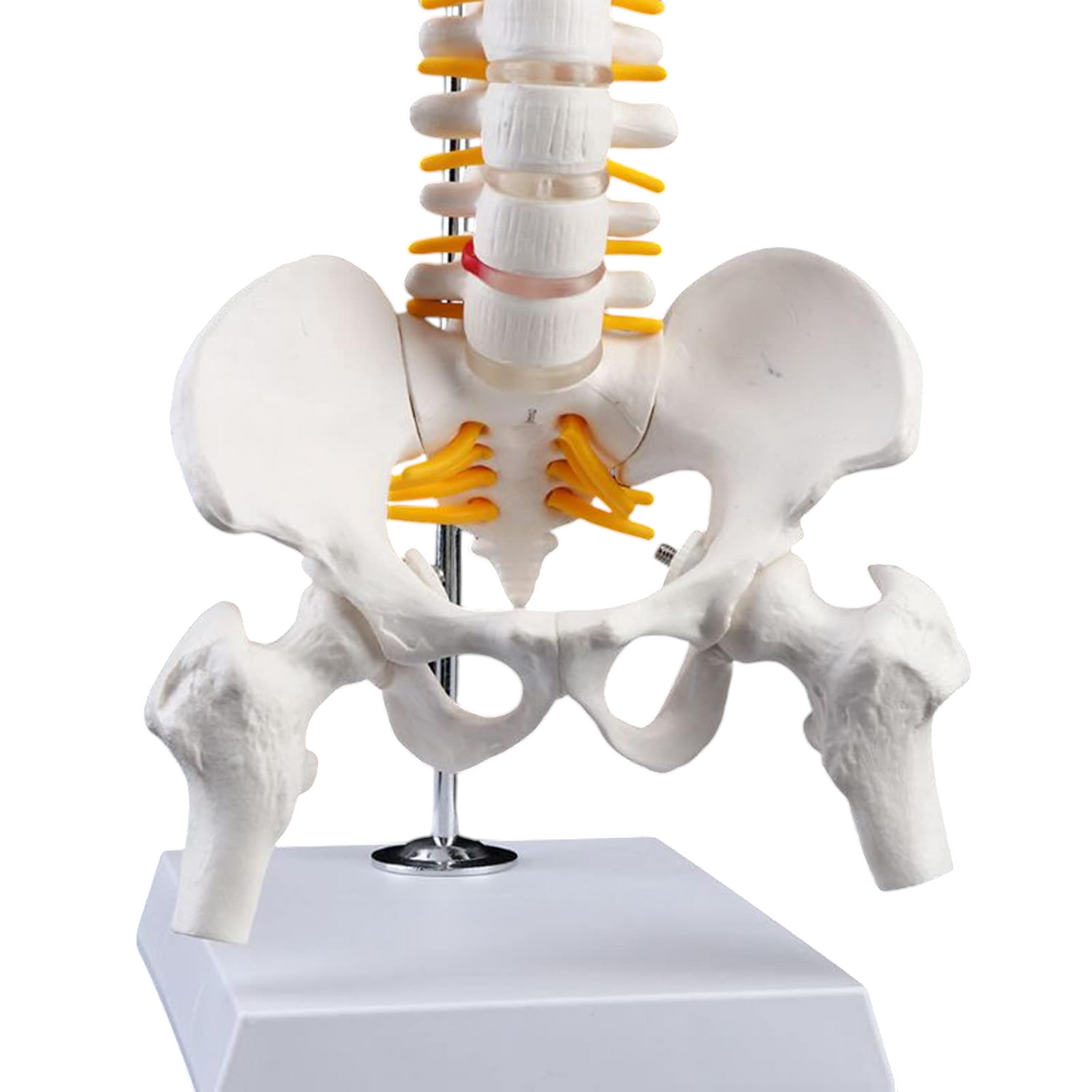 Didactic Model Column 45 cm 