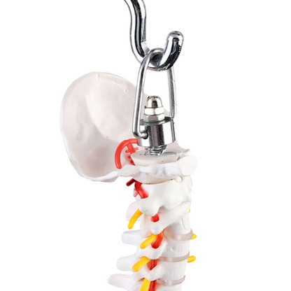 Didactic Model Column 45 cm 