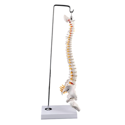 Didactic Model Column 45 cm 