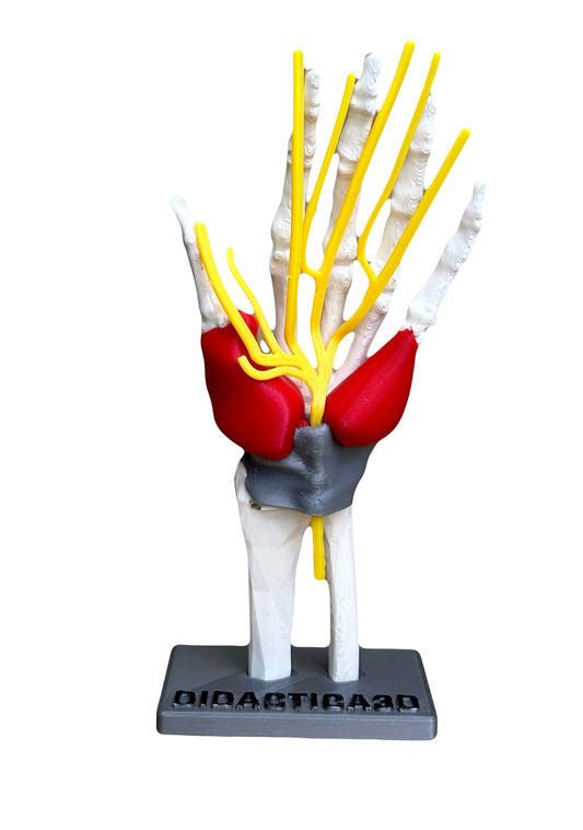 Modelo Tunel Carpiano 20 cm