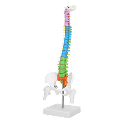 Modelo de Columna Vertebral Colores 45 cm