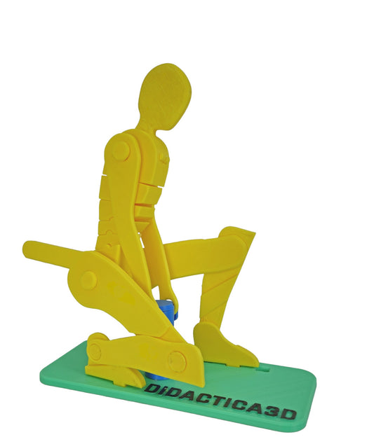 Levantamiento de Carga 35 cm